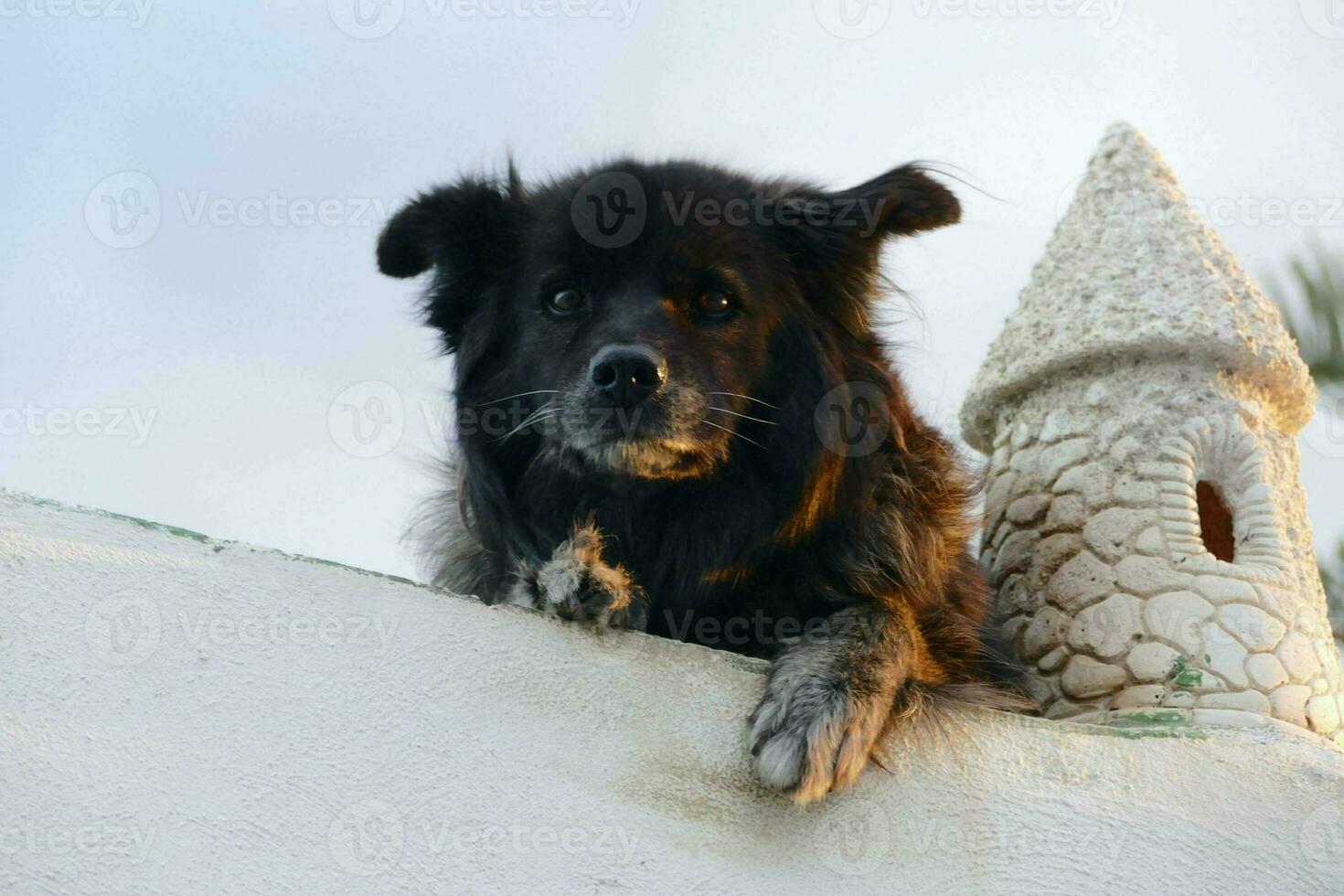 ein schwarz Hund Sitzung auf oben von ein Mauer foto