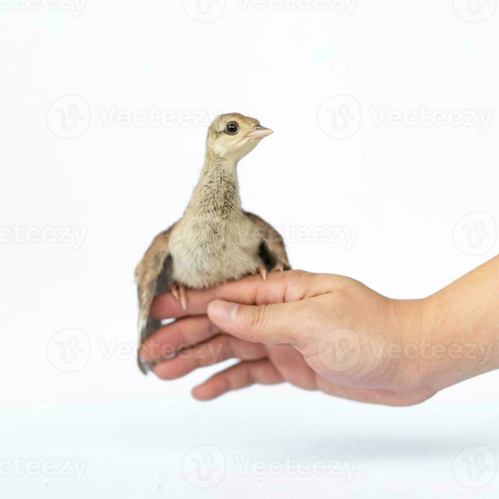 schließen oben von ein Licht braun indisch Erbse thront auf ein Mensch Hand gedreht im das Studio Gegenteil ein hell Weiß Hintergrund. foto