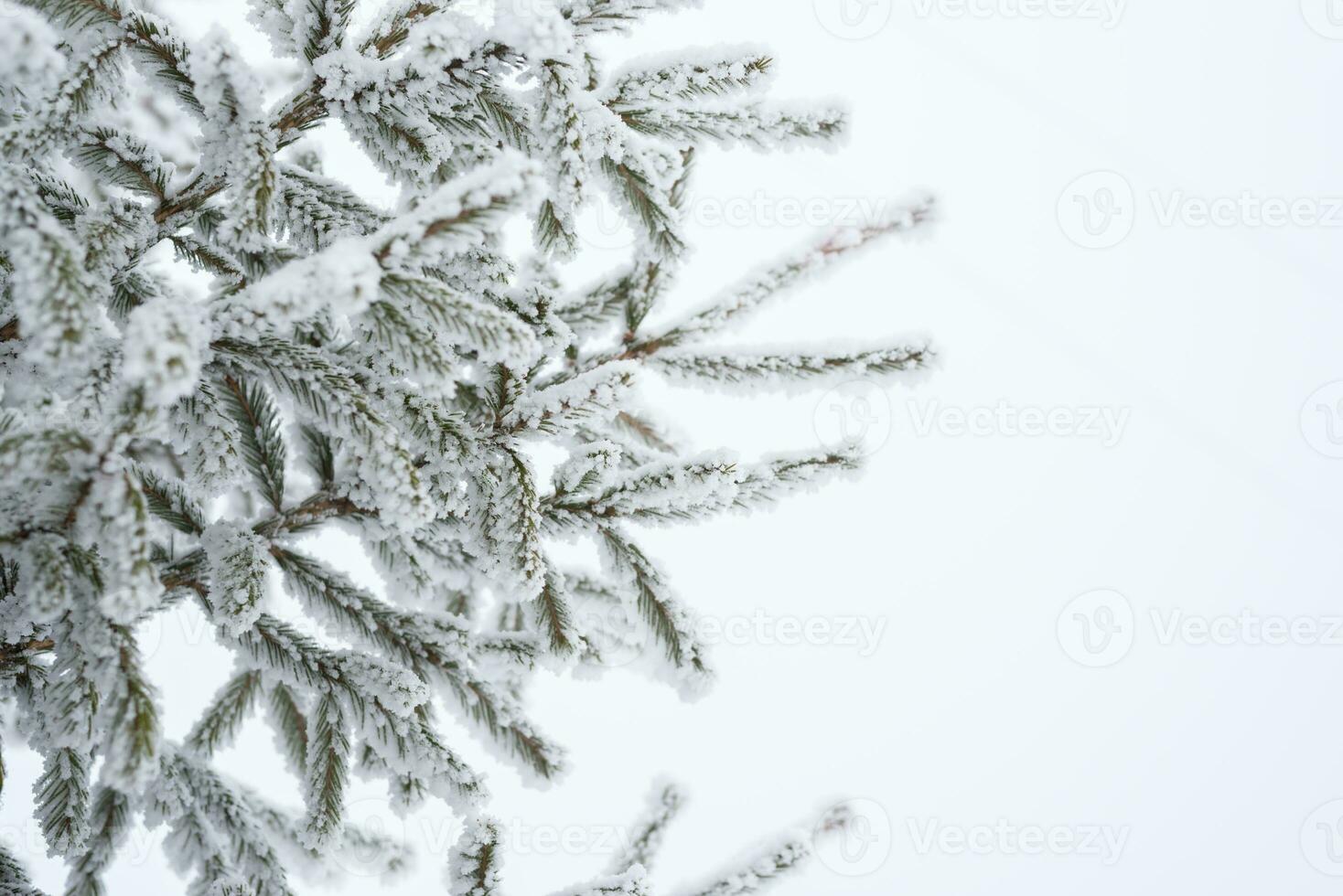 Schnee Lügen auf ein Weihnachten Baum im das Park im Winter foto