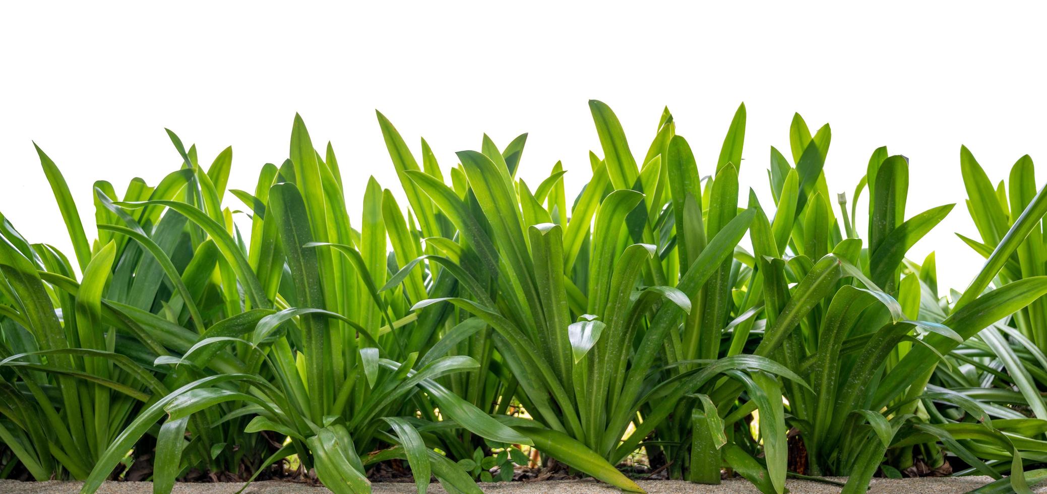 isolierte grüne Blätter auf weißem Hintergrund foto