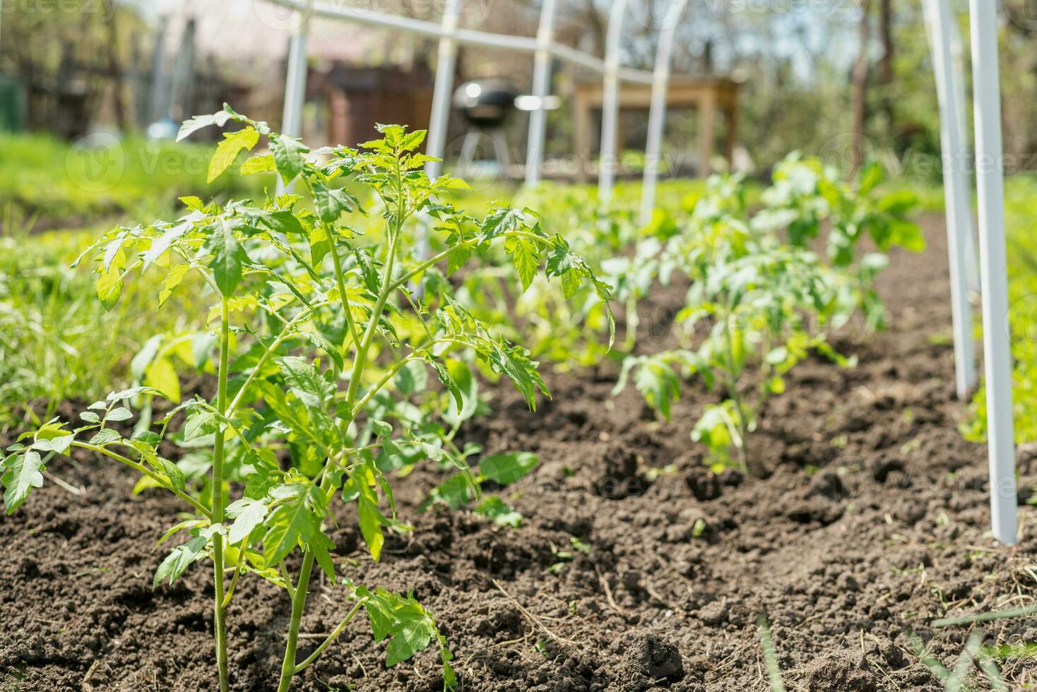 jung Tomate Sämlinge gepflanzt im ein Garten Bett Innerhalb ein Gewächshaus im ein Dorf im Frühling foto