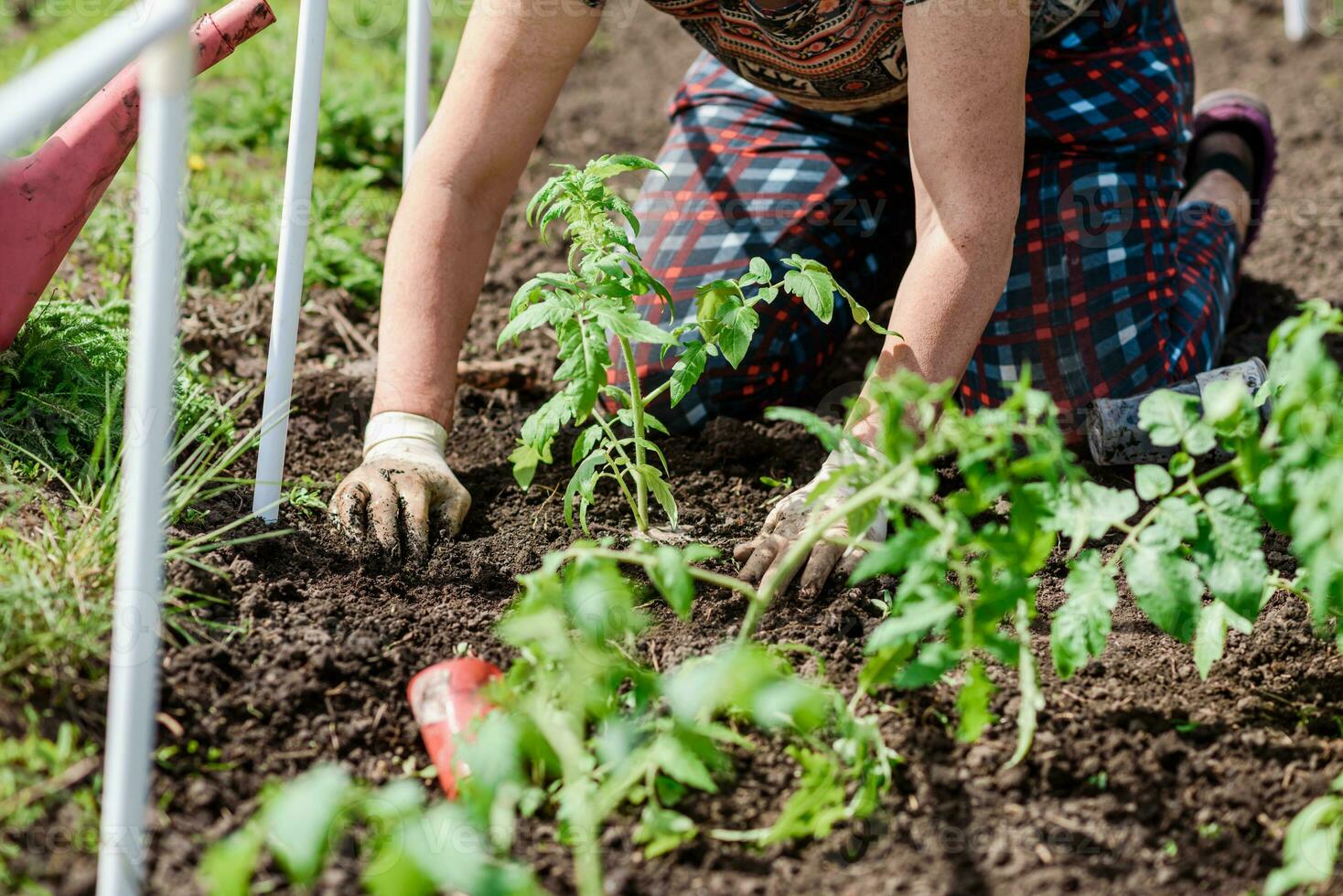 ein Alten Frau ist Pflanzen Tomate Sämlinge im ihr Gemüse Garten im das Dorf foto