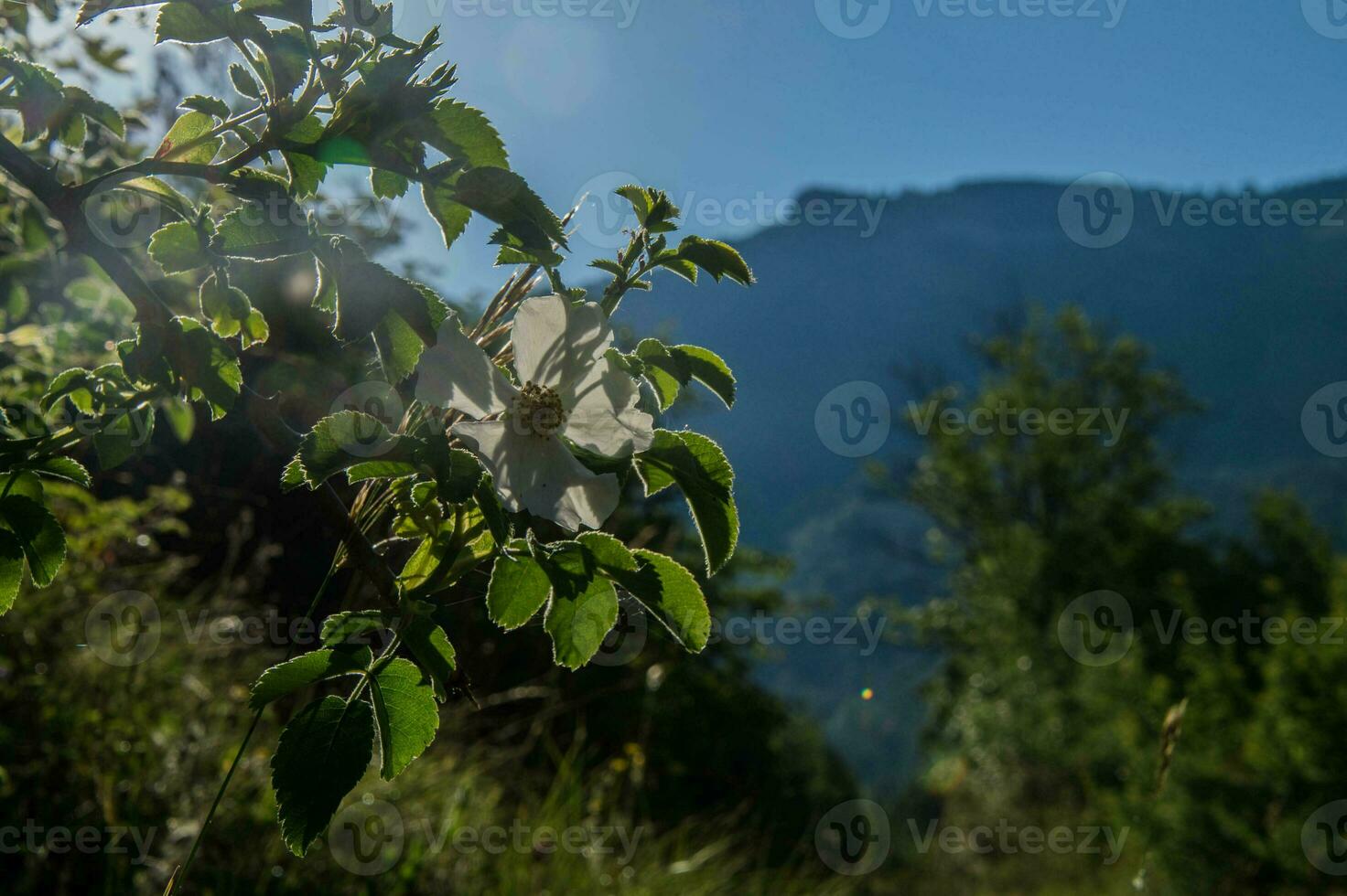 großartig viopis, Drome, Frankreich foto