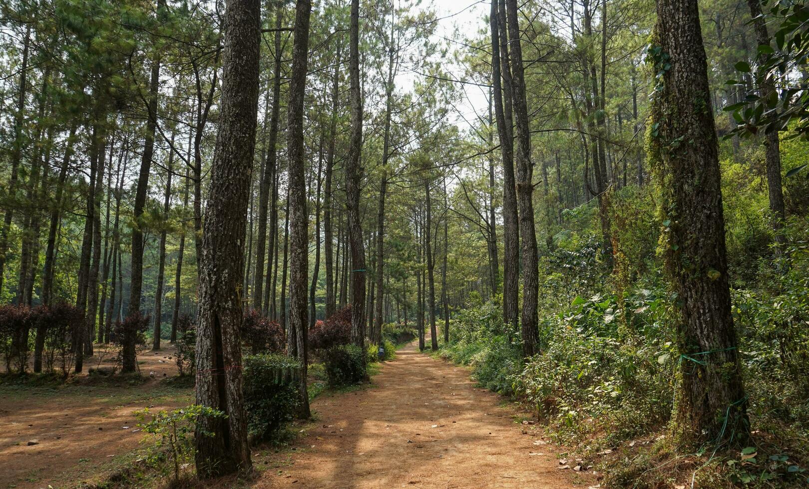 erkunden das Kiefer Wald von Bedengan, Malang, Indonesien foto