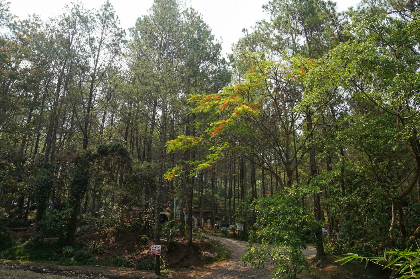 erkunden das Kiefer Wald von Bedengan, Malang, Indonesien foto