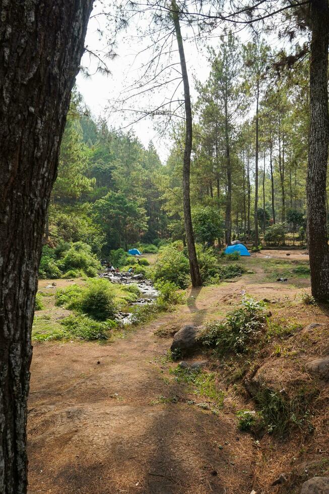 Lager Seite? ˅ im das Wald, Campingplatz beim Bedengan, Osten Java, Indonesien foto