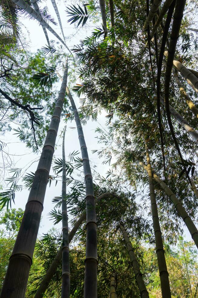braun Bambus Baum beim coban Lanang, Indonesien foto