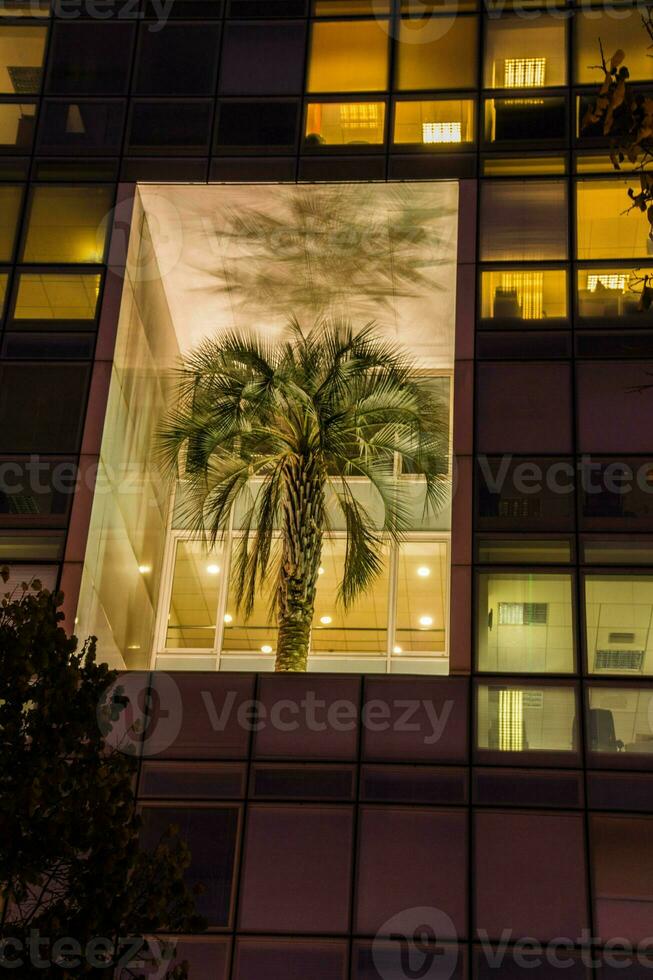 Palme Baum im ein Gebäude, marseille im bouche du Rhone foto