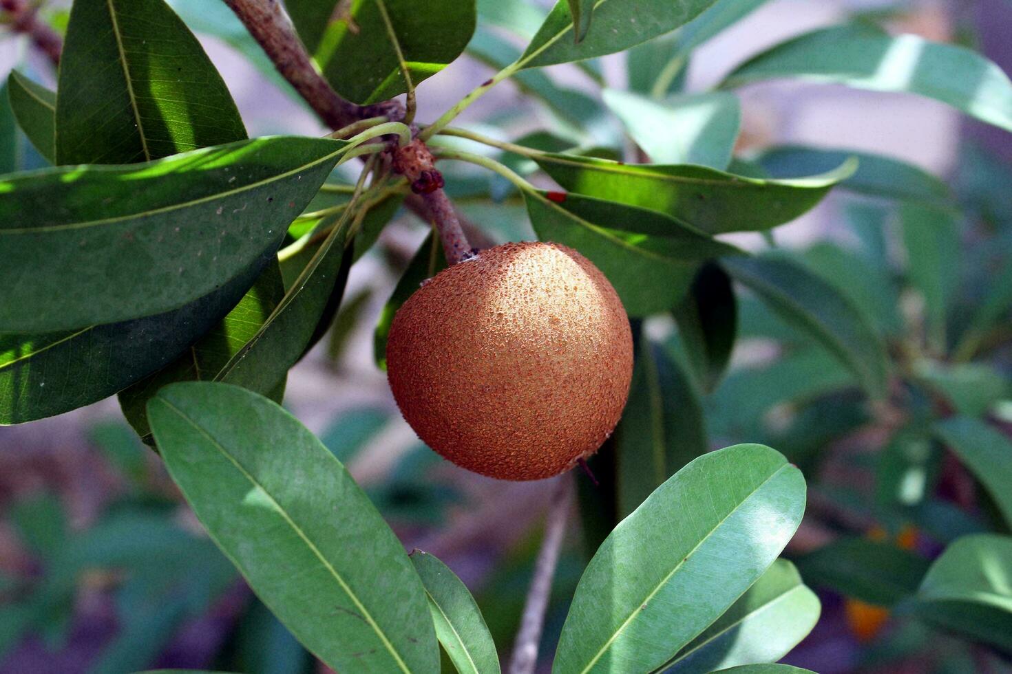 Sapodilla Baum mit reif Kiwi Obst auf es foto