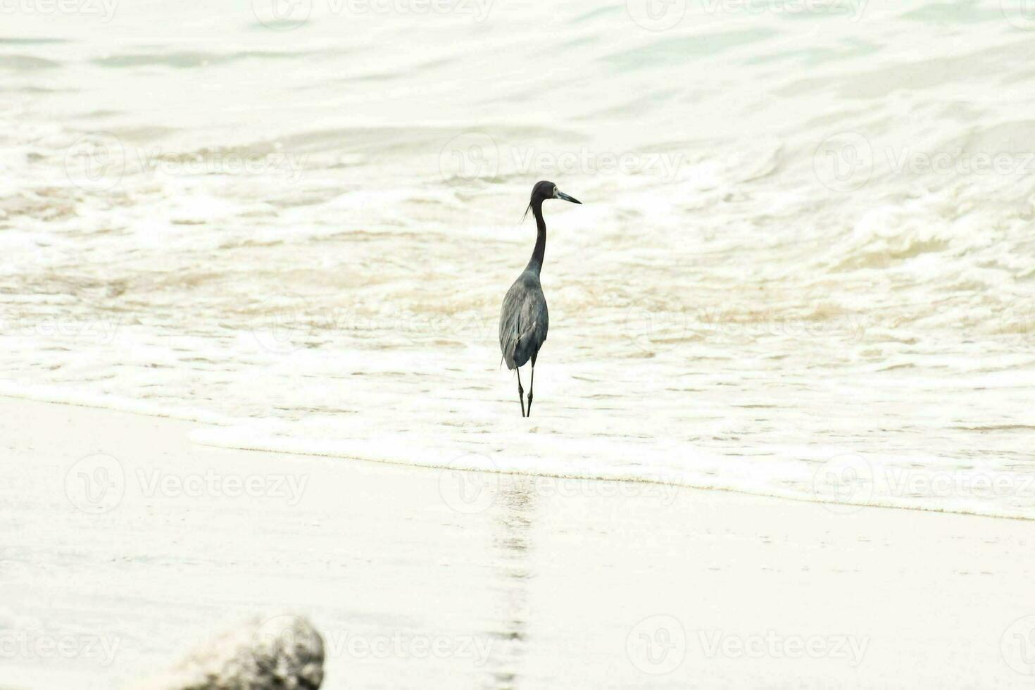 ein Vogel Stehen im das Wasser auf das Strand foto