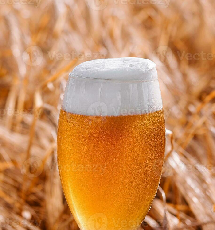 Glas von blond Bier auf hölzern Tabelle mit sonnig Weizen Feld foto