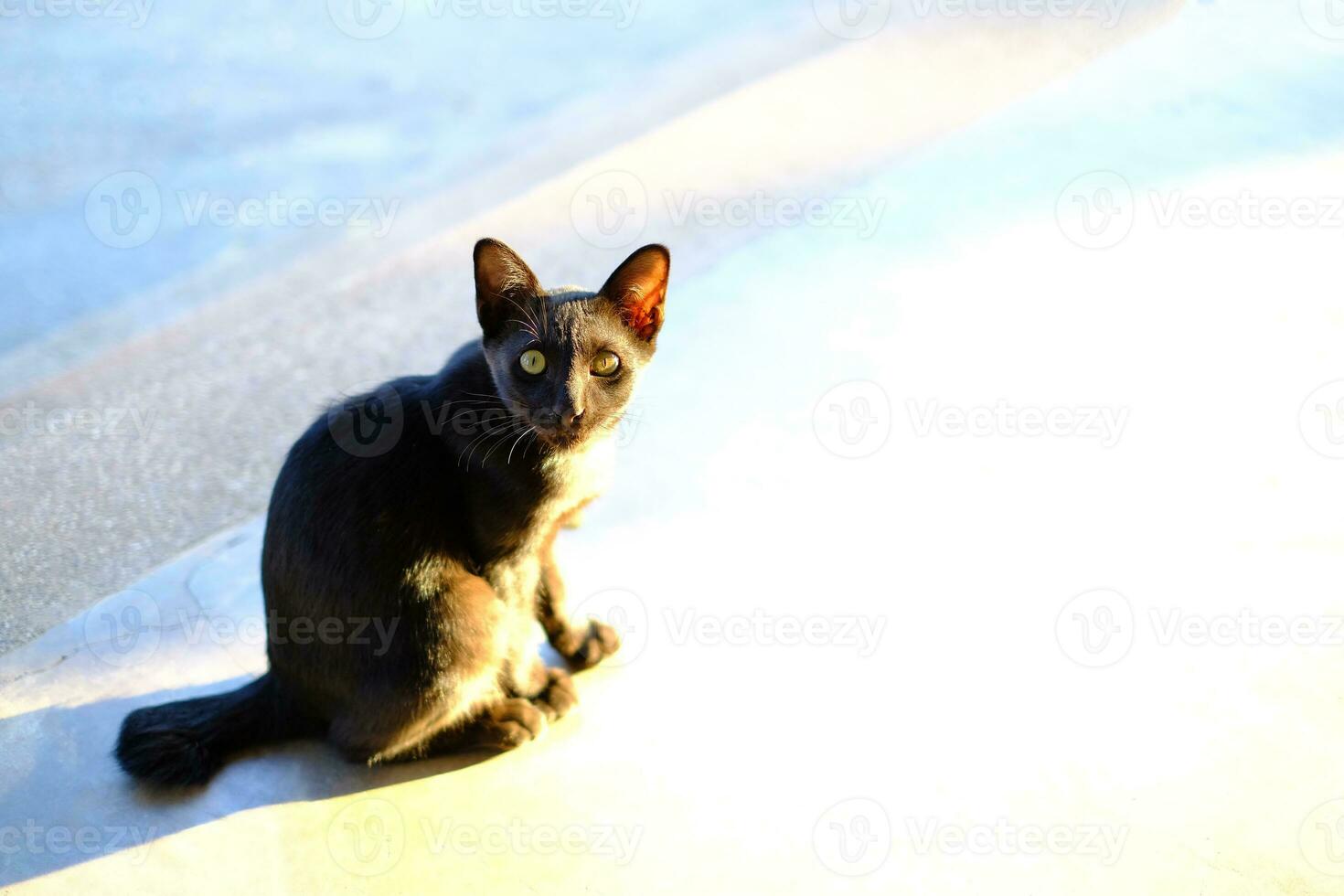 einer schwarz Katze im das Sonne Schatten foto