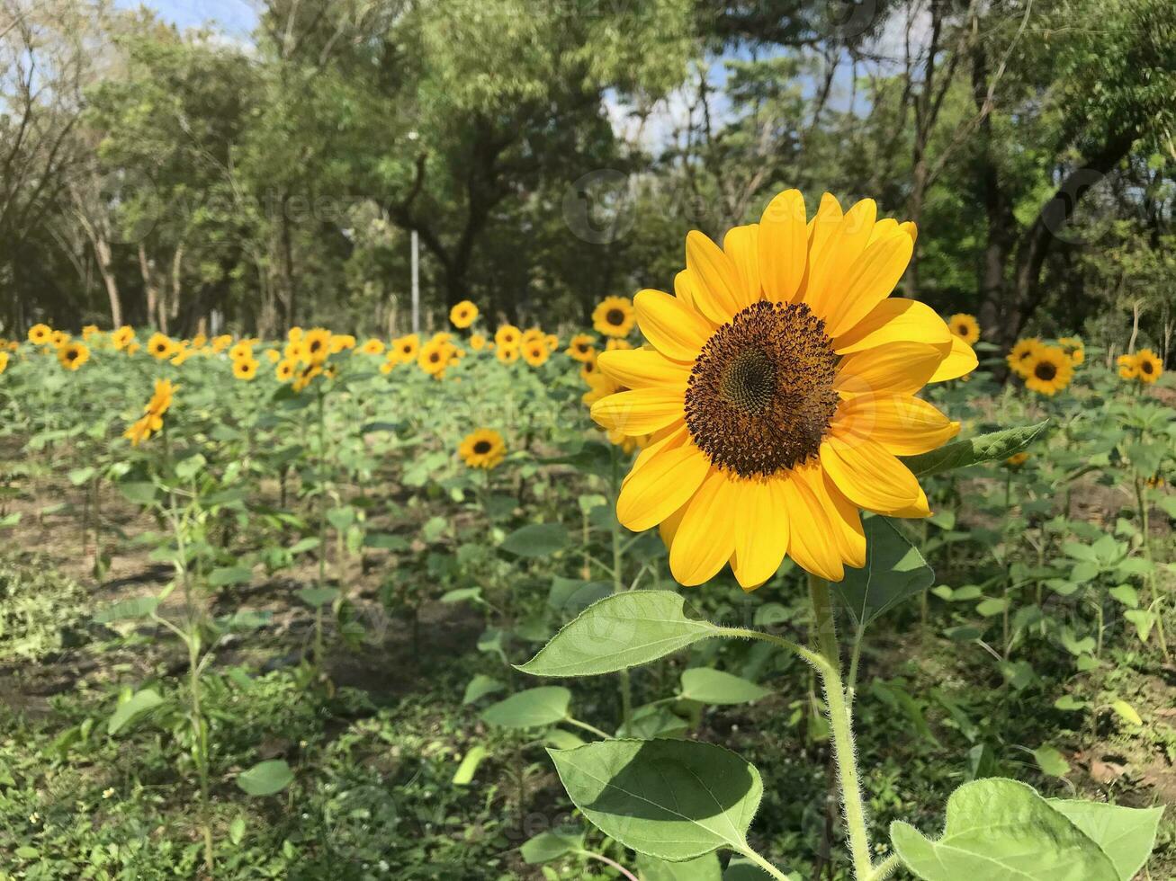 schön Sonnenblumen auf sonnig Tag. mit Natur Hintergrund im Wald Park. foto