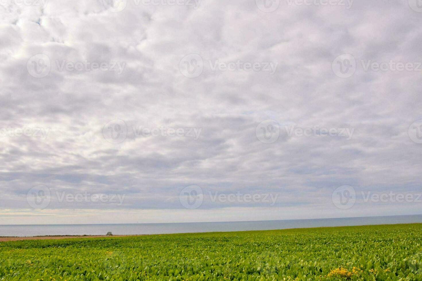 ein Feld von Grün Gras und ein wolkig Himmel foto