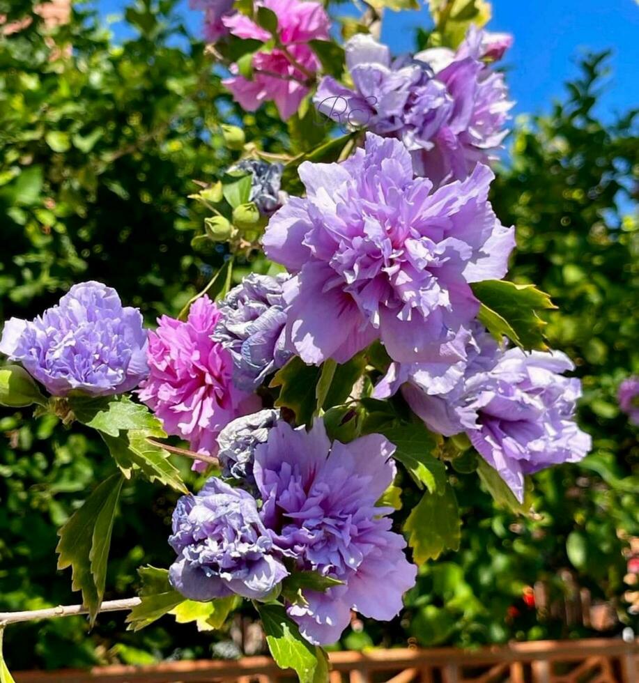 schön Blühen Blume foto