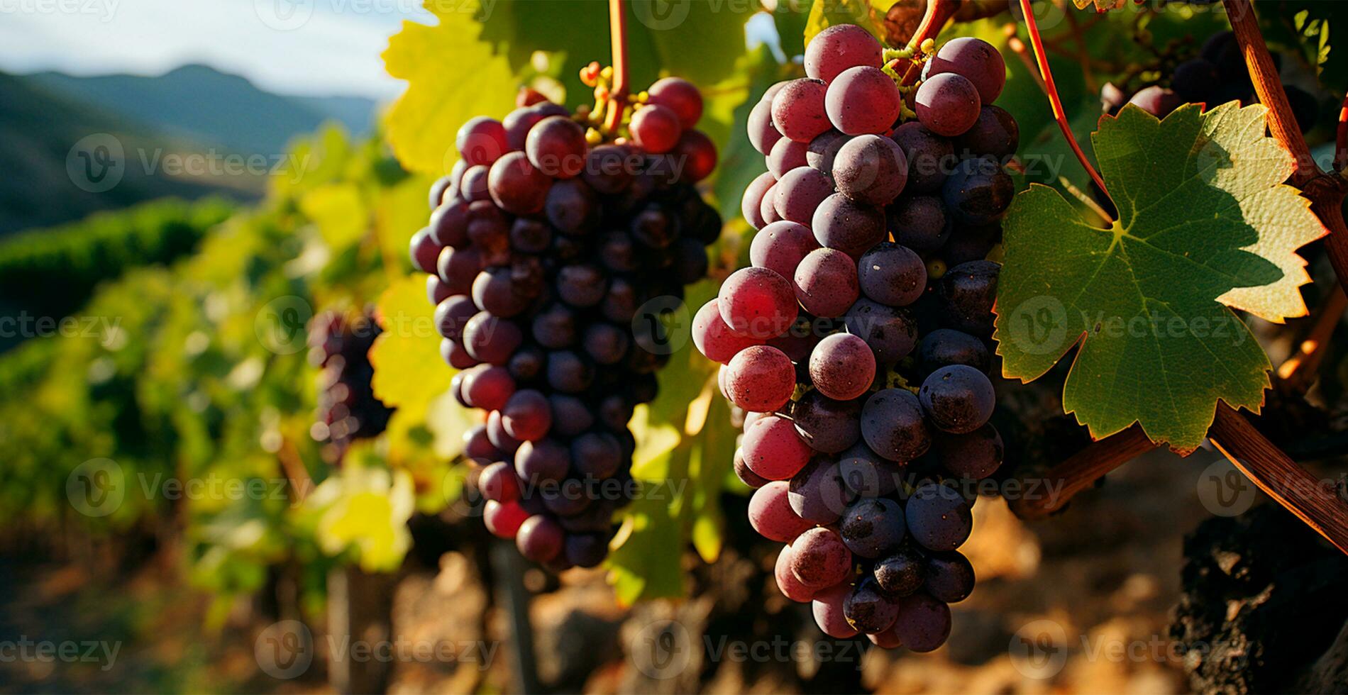 ai generiert Wein Weinberg, Nahansicht Trauben, Zukunft Wein - - ai generiert Bild foto