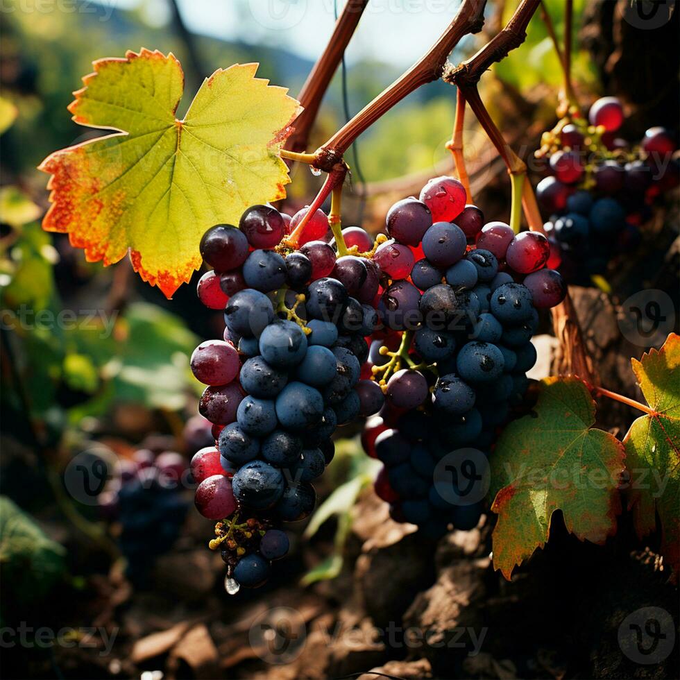 ai generiert Wein Weinberg, Nahansicht Trauben, Zukunft Wein - - ai generiert Bild foto