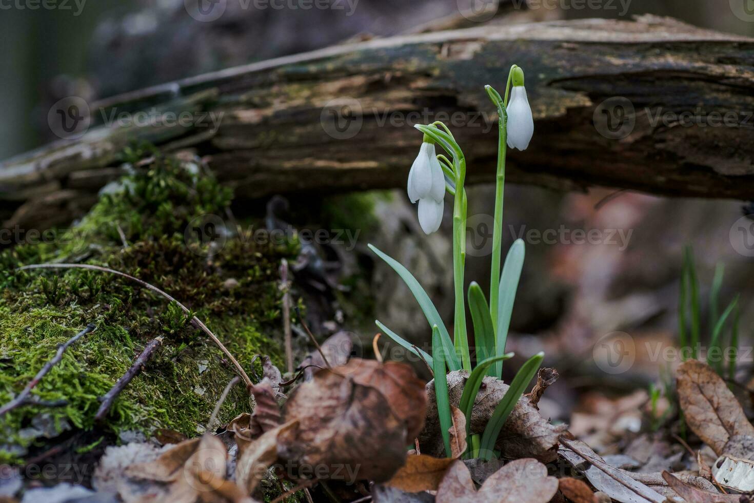 Galanthus, Schneeglöckchen drei Blumen gegen das Hintergrund von Bäume. foto