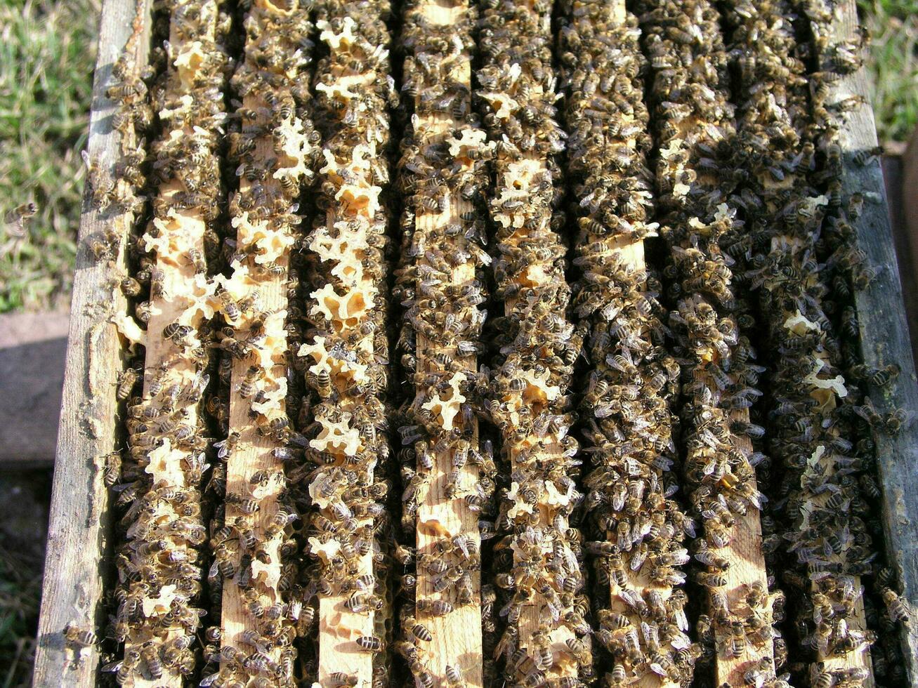 Honigbienen im ein öffnen Bienenstock auf Frames foto