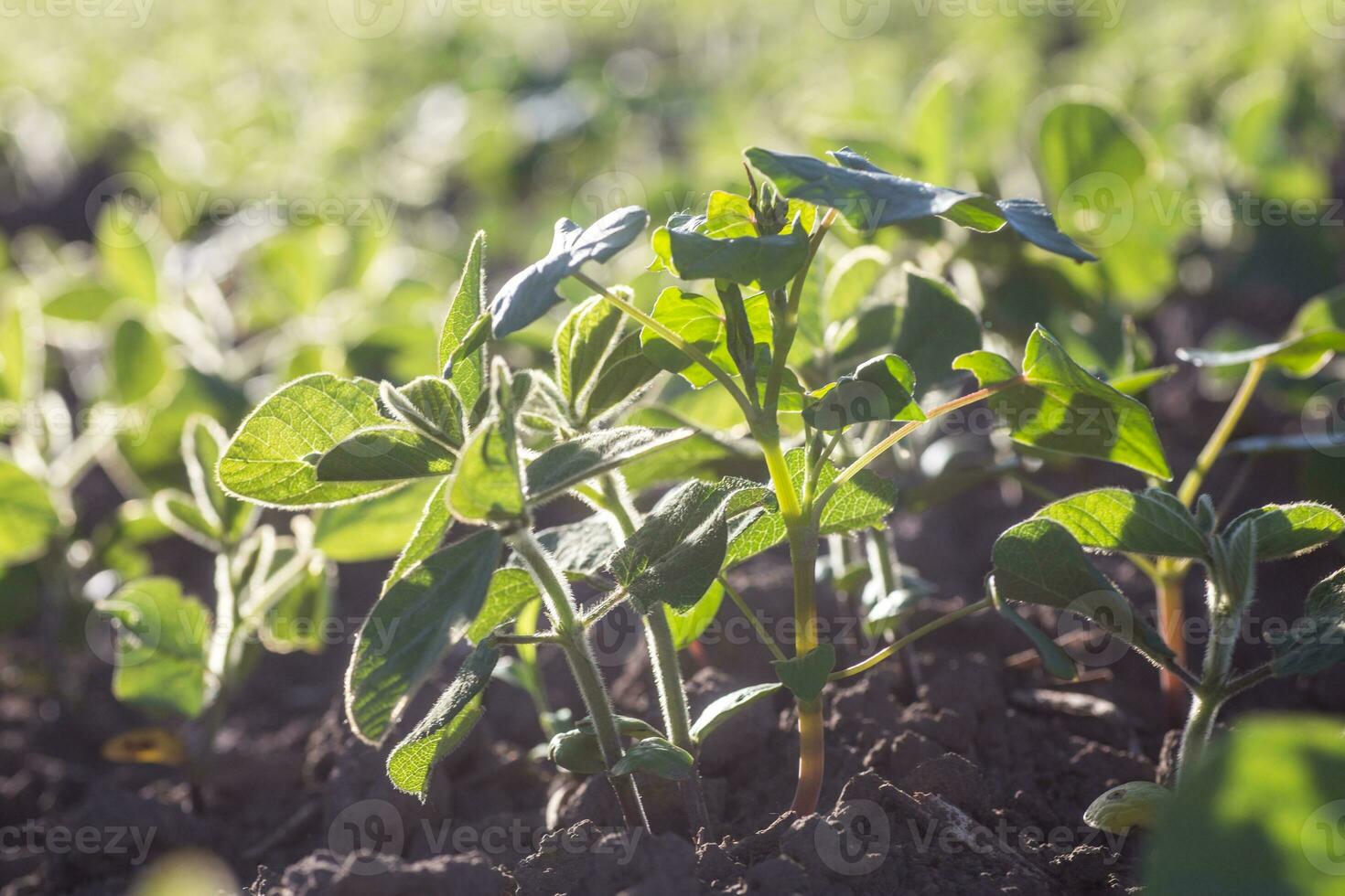 Buchweizen Sprossen auf Feld. Buchweizen jung Pflanzen im das Garten. landwirtschaftlich Kultur. Honig Pflanzen Ukraine foto