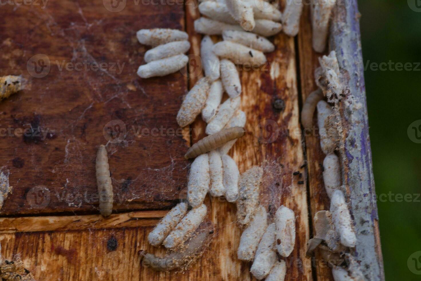 Wachs Motte Larven auf ein infiziert Biene Nest. Startseite von das Bienenstock ist infiziert mit ein Wachs Motte. das Familie von Bienen ist krank mit ein Wachs Motte. furchtbar Wachs Biene Rahmen gegessen durch Parasiten. foto