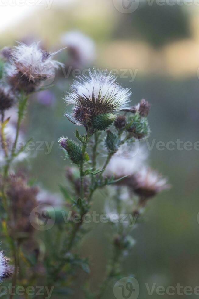 getrocknet Blütenstände und flauschige Saat Distel Blume auf ein Grün Hintergrund. medizinisch Pflanze ökologisch sauber Bereich. Blumen- Hintergrund. foto