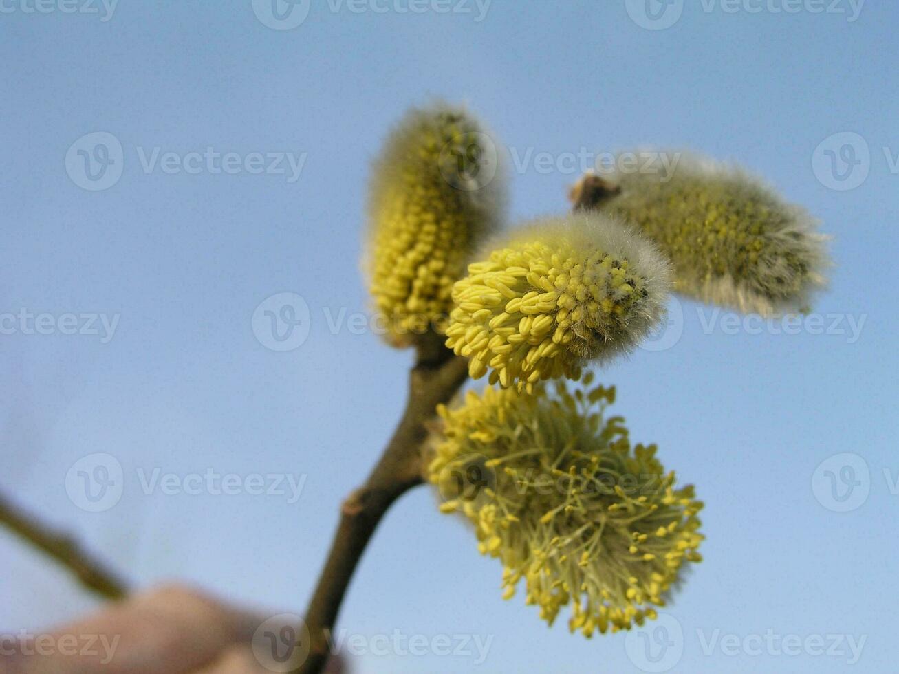 nicht flauschige Blühen Blütenstände Kätzchen Stechpalme Weide im früh Frühling Vor das Blätter. Honig Pflanzen Ukraine. sammeln Pollen von Blumen. foto