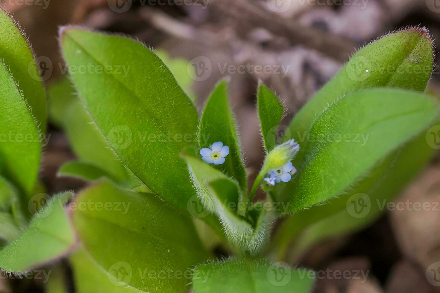 Myosotis Sparsiflora, Vergissmeinnicht oder Skorpion Gräser klein Blau Blumen mit 5 Blütenblätter und Gelb setzt im das Hintergrund von Grün flauschige Blätter. foto