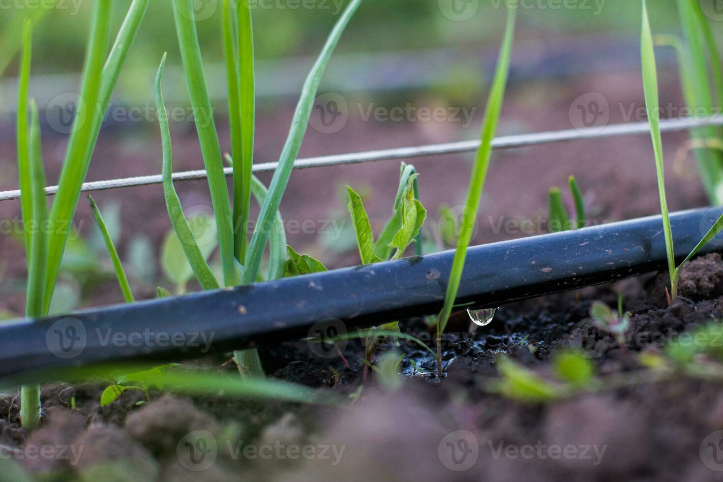 Frühling Garten Pflanzen - - Knoblauch, Zwiebel. Bogen wächst auf Beetkultivierung von Zwiebeln im das Garten im das Dorf im das Land. foto