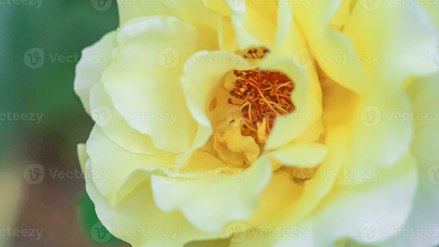 schön Gelb Rose auf Busch im Garten. Nahansicht Blume gegen Hintergrund von Sonnenuntergang. foto