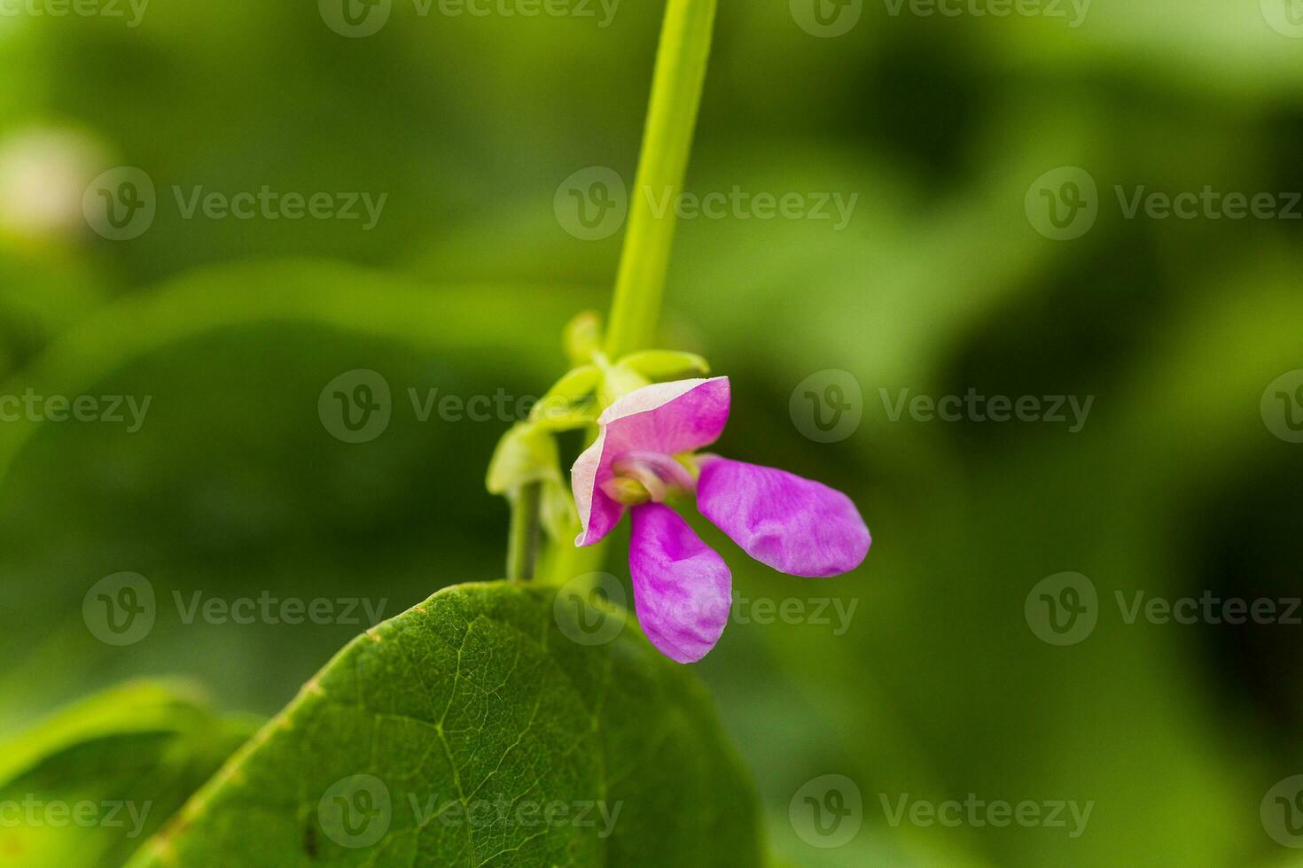 lila Blumen von Grün Bohne auf ein Busch. Französisch Bohnen wachsend auf das Feld. Pflanzen von blühen Zeichenfolge Bohnen. einrasten Bohnen Scheiben. Haricots vert schließen hoch. foto