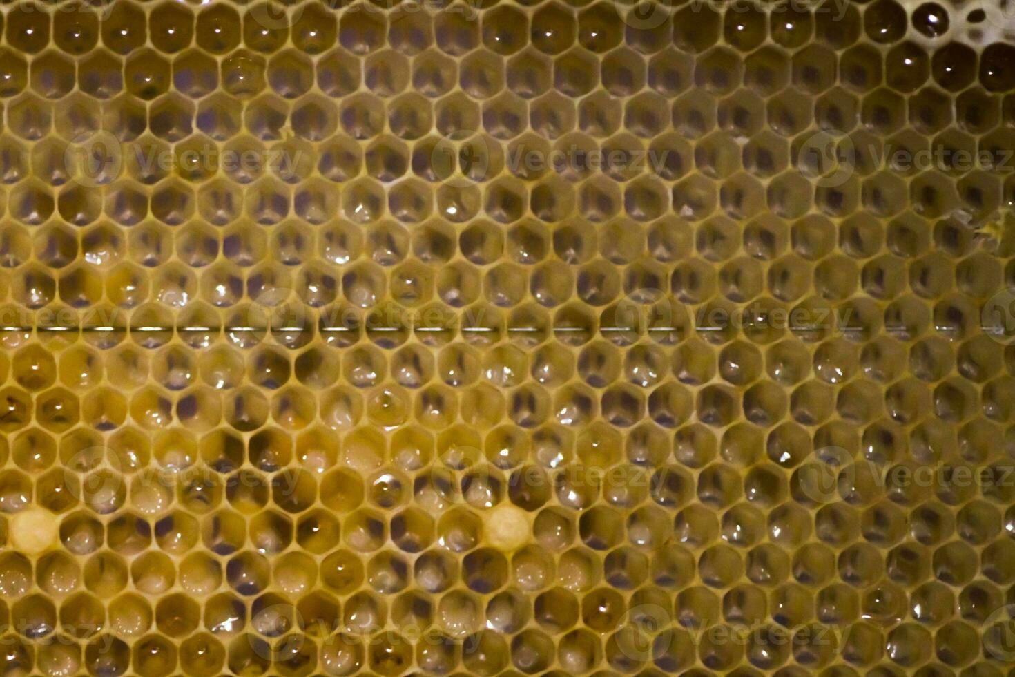 Waben mit Larven von Honigbienen. groß Weiß Biene Larven. foto