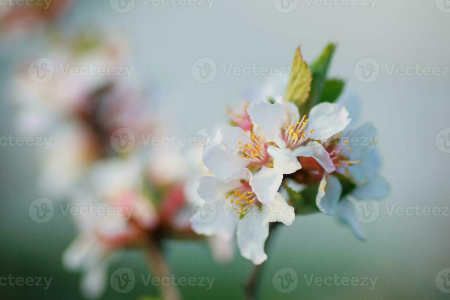 Blume von nächtlich Kirsche Prunus tomentosa foto