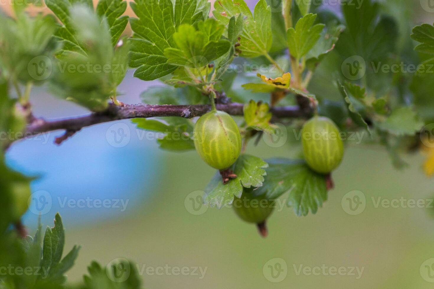 Stachelbeere, Rippen uva-crispa, Rippen Grossularia Grün unreif Beeren auf ein Ast. foto