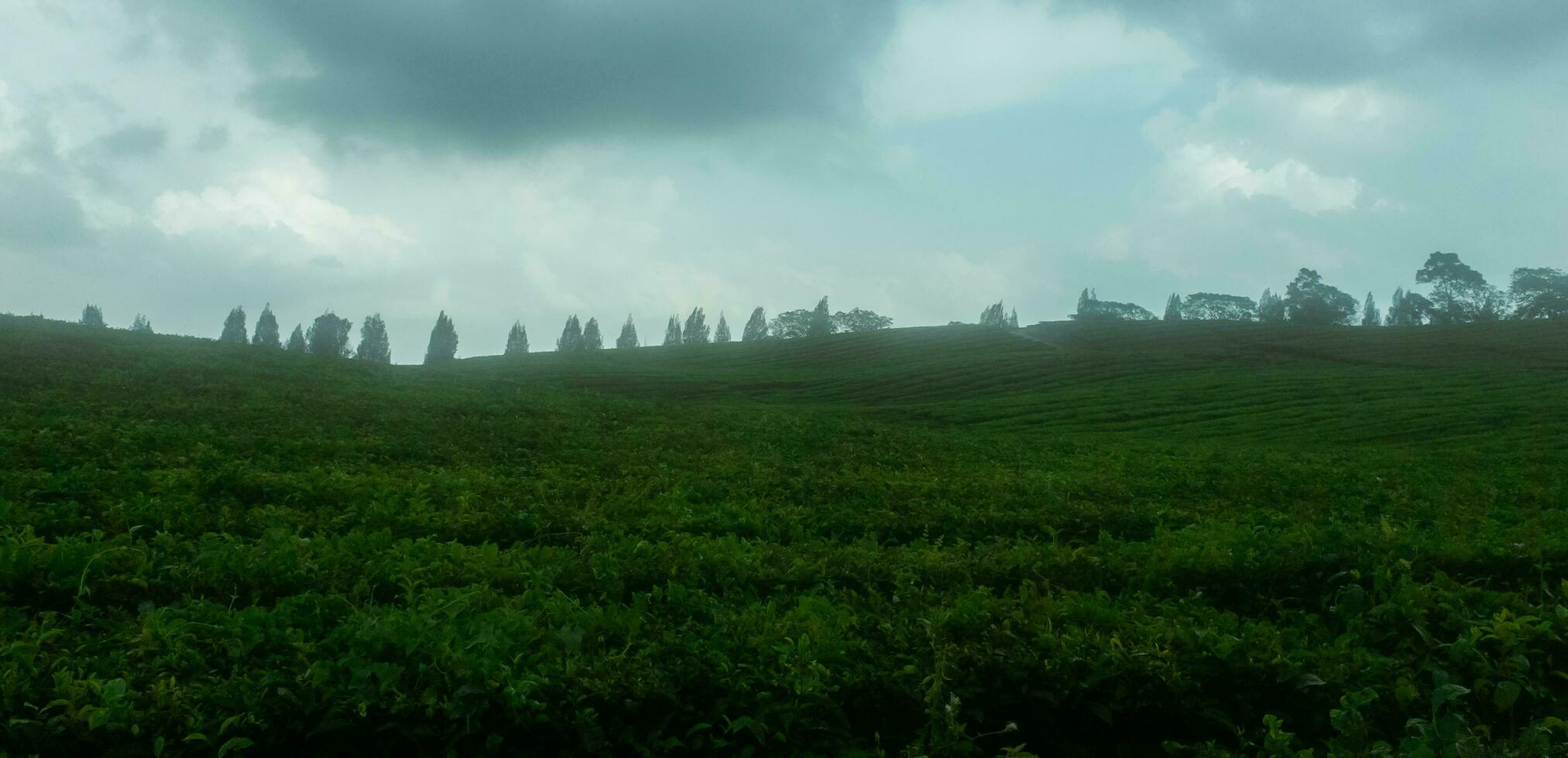 Aussicht von ein Tee Plantage im ein wolkig Atmosphäre mit mehrere Bäume im das Hintergrund hinter Es. gesättigt Farbe. foto