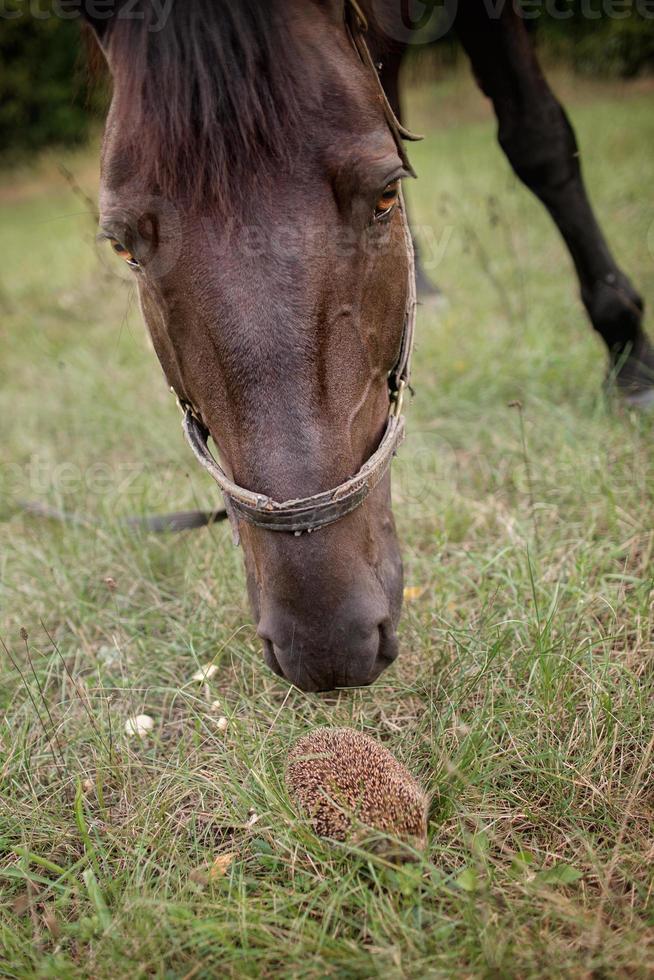 Porträt des braunen Pferdes, das neben dem kleinen Igel steht foto
