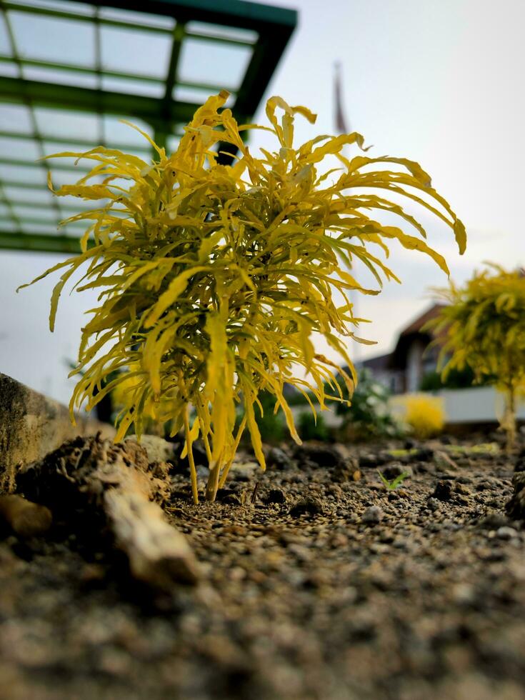 Euodie oder Evodia oder aralia Pflanze mit es ist schön Gelb Blätter foto
