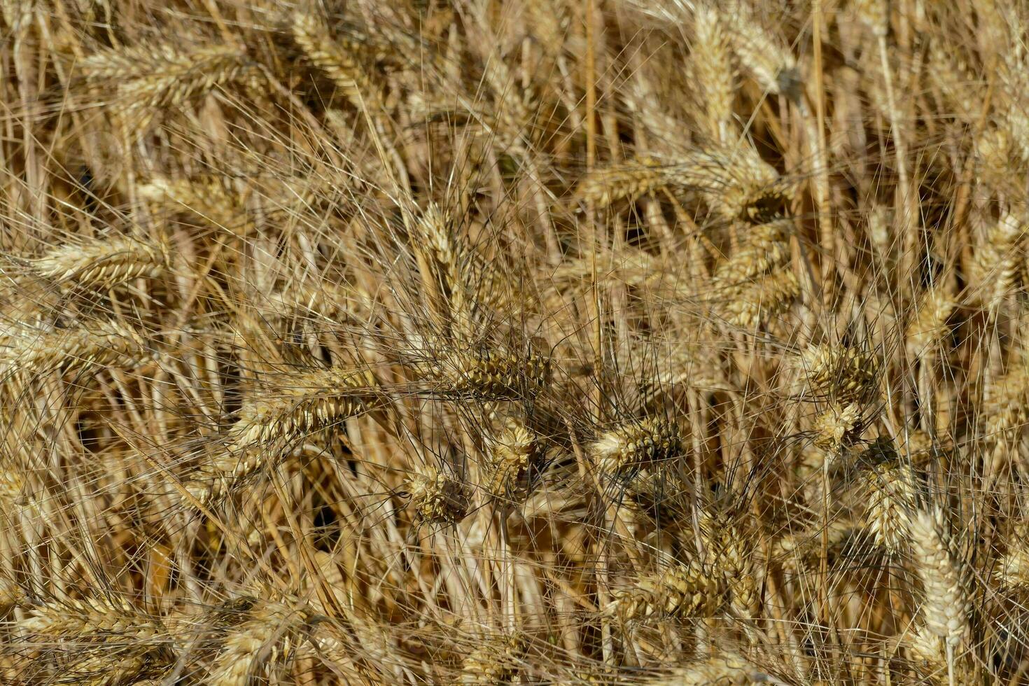ein schließen oben von ein Feld von reif Weizen foto