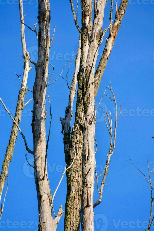 ein Baum mit Nein Blätter und ein Blau Himmel foto