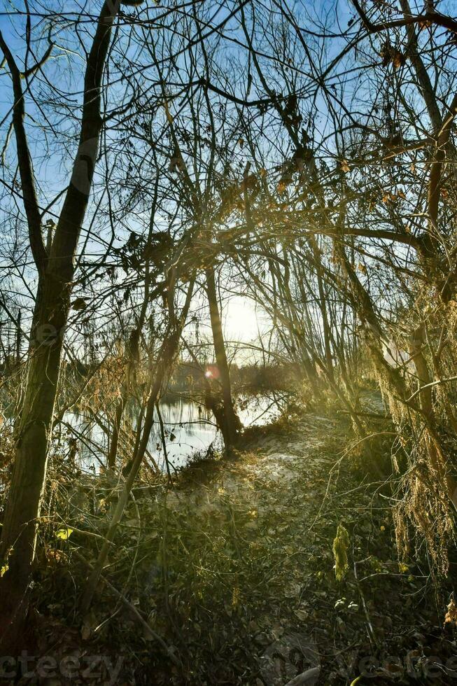 das Sonne scheint durch das Bäume im ein Wald foto