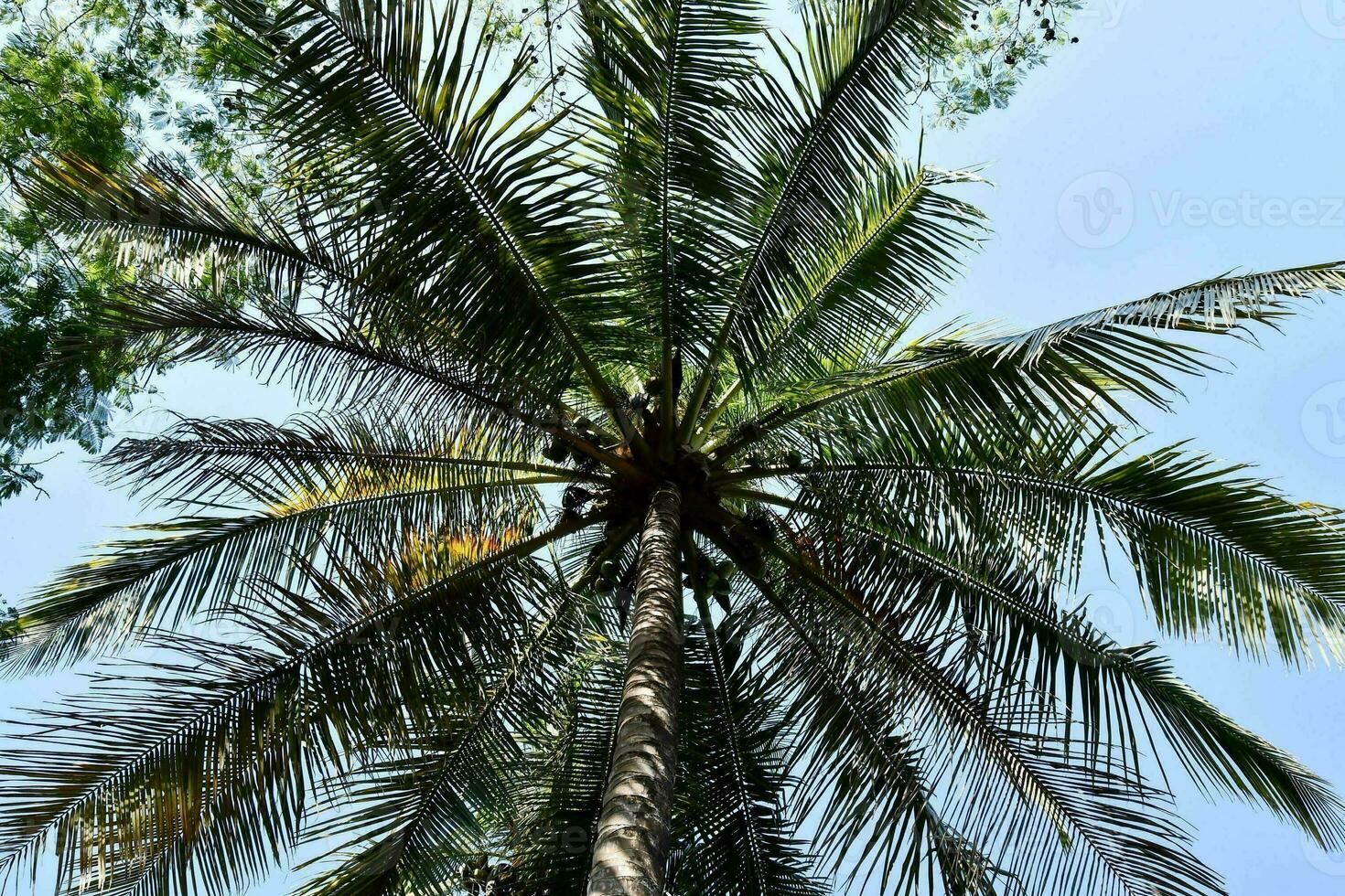 ein Palme Baum mit ein Blau Himmel im das Hintergrund foto