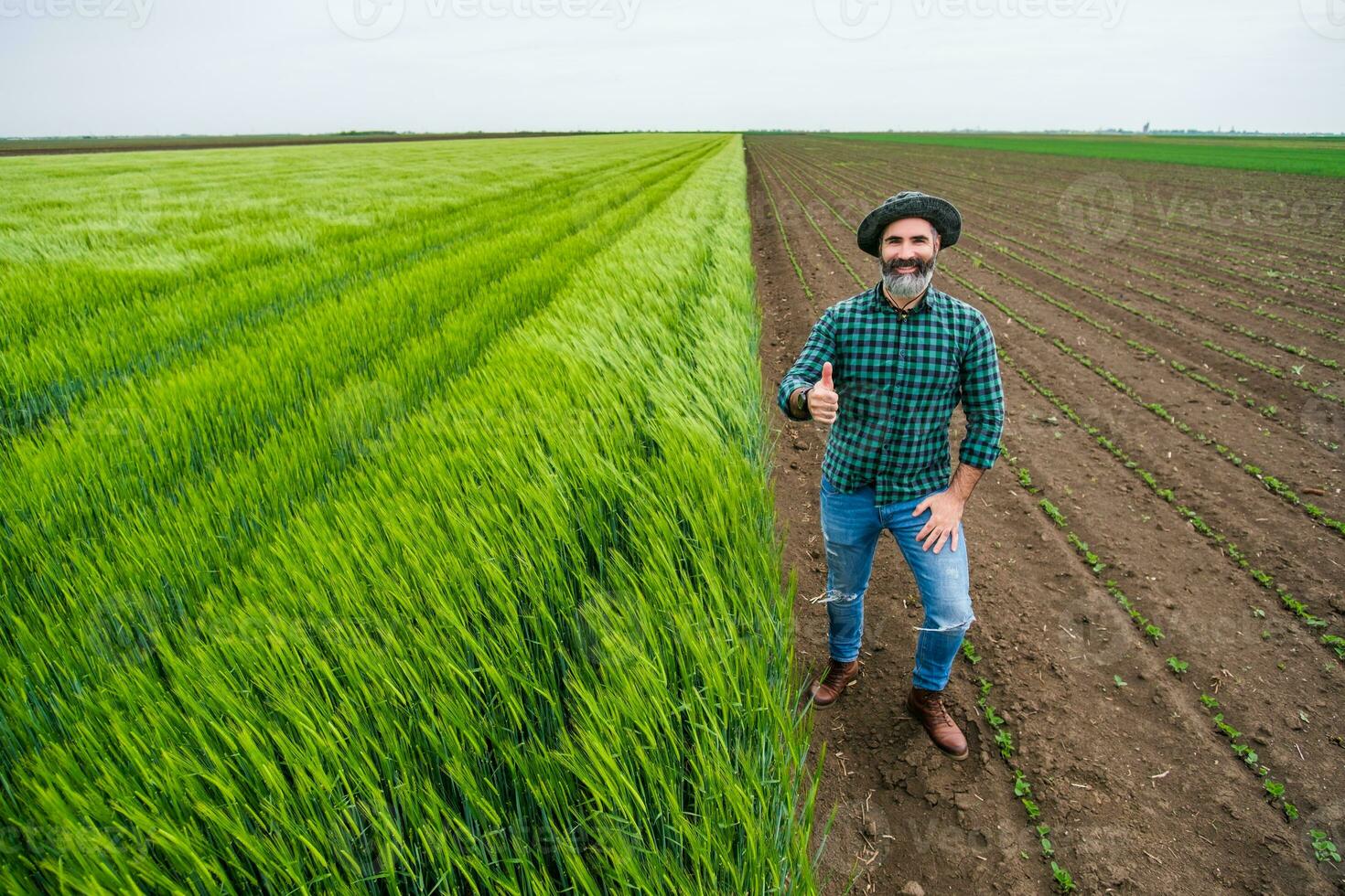 glücklich Farmer zeigen Daumen oben während Stehen neben seine wachsend Weizen Feld foto
