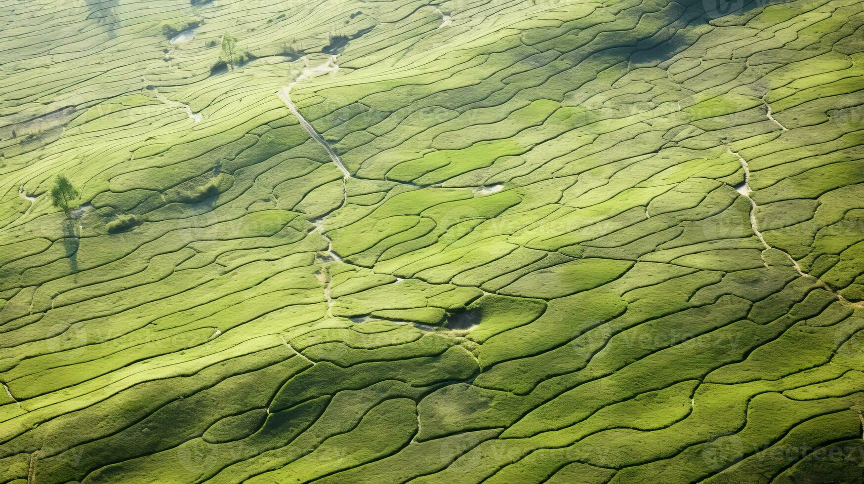 ai generiert Tee Plantage Landschaft, oben Aussicht Textur foto