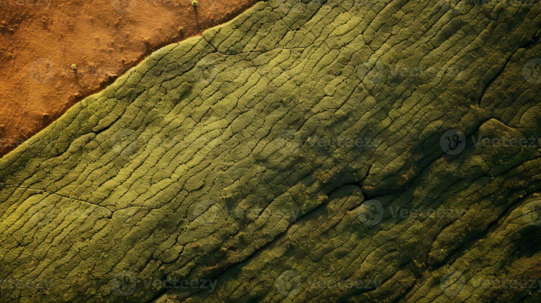 ai generiert Grün Tee Plantage, oben Aussicht Textur foto