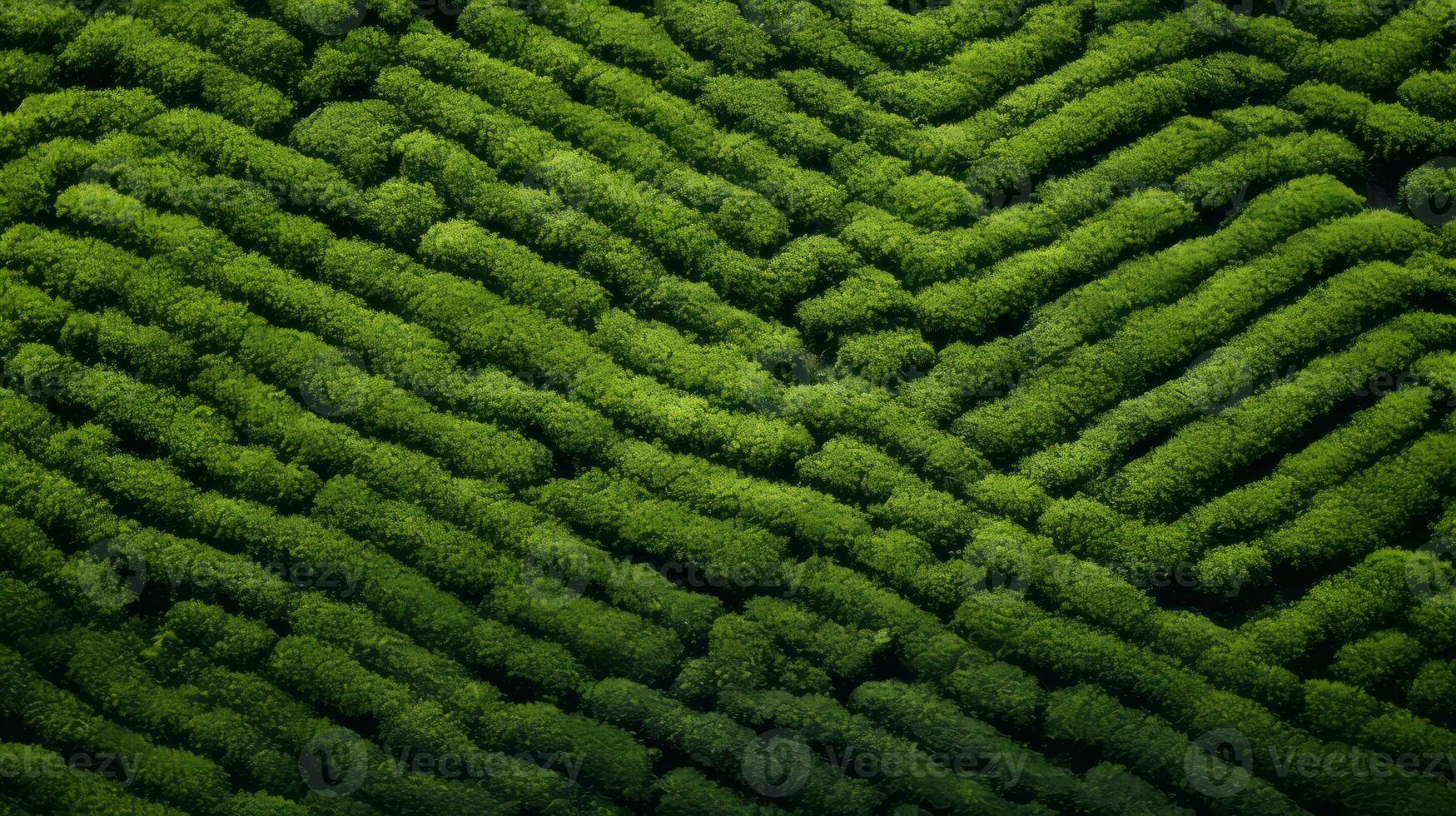 ai generiert Tee Plantage Landschaft, oben Aussicht Textur foto