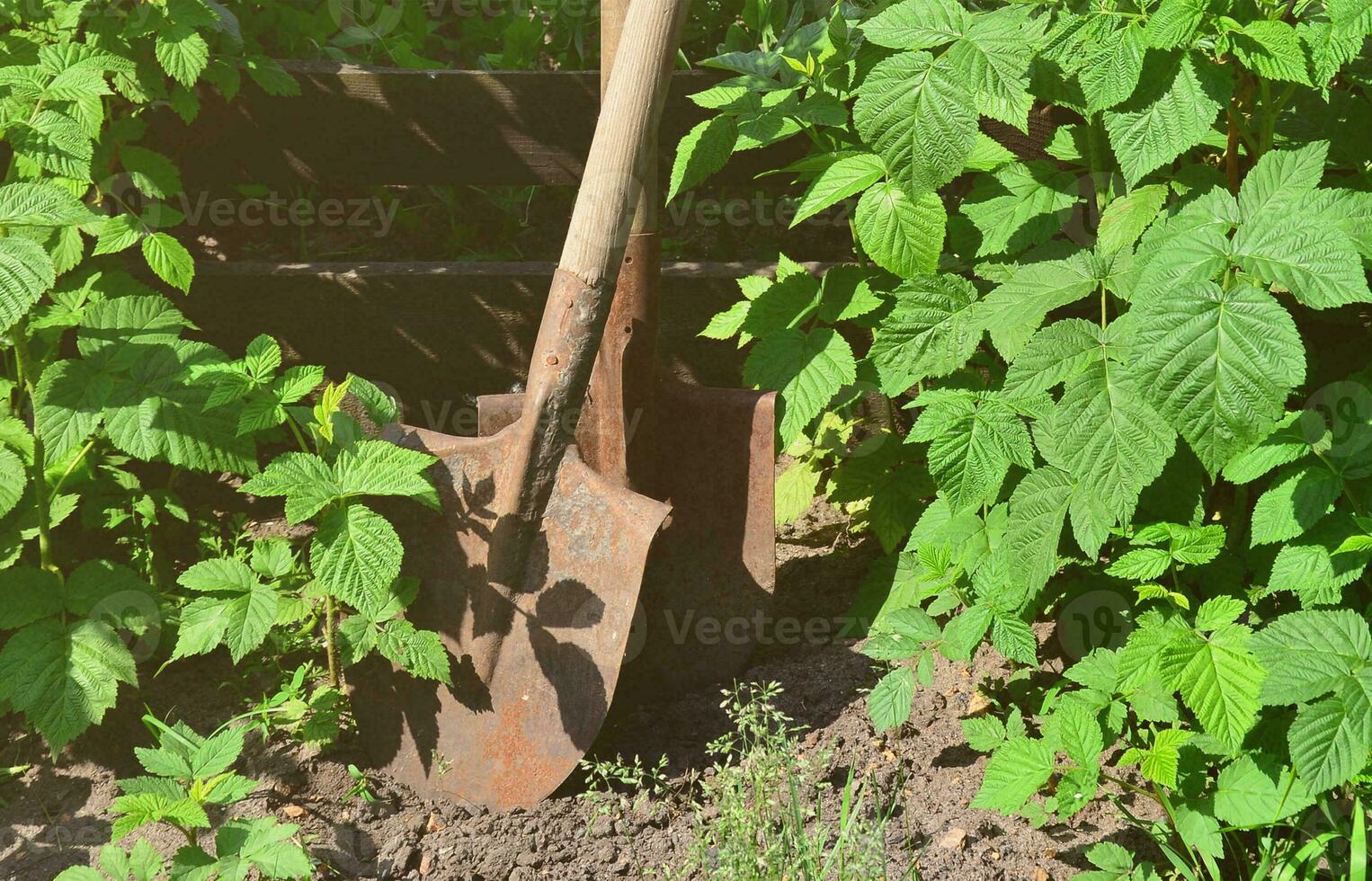 eine alte rostige Schaufel neben den Himbeersträuchern, die neben dem Holzzaun des Dorfgartens wachsen. Hintergrundbild im Zusammenhang mit saisonalen Ernten und langfristiger Gartenarbeit foto