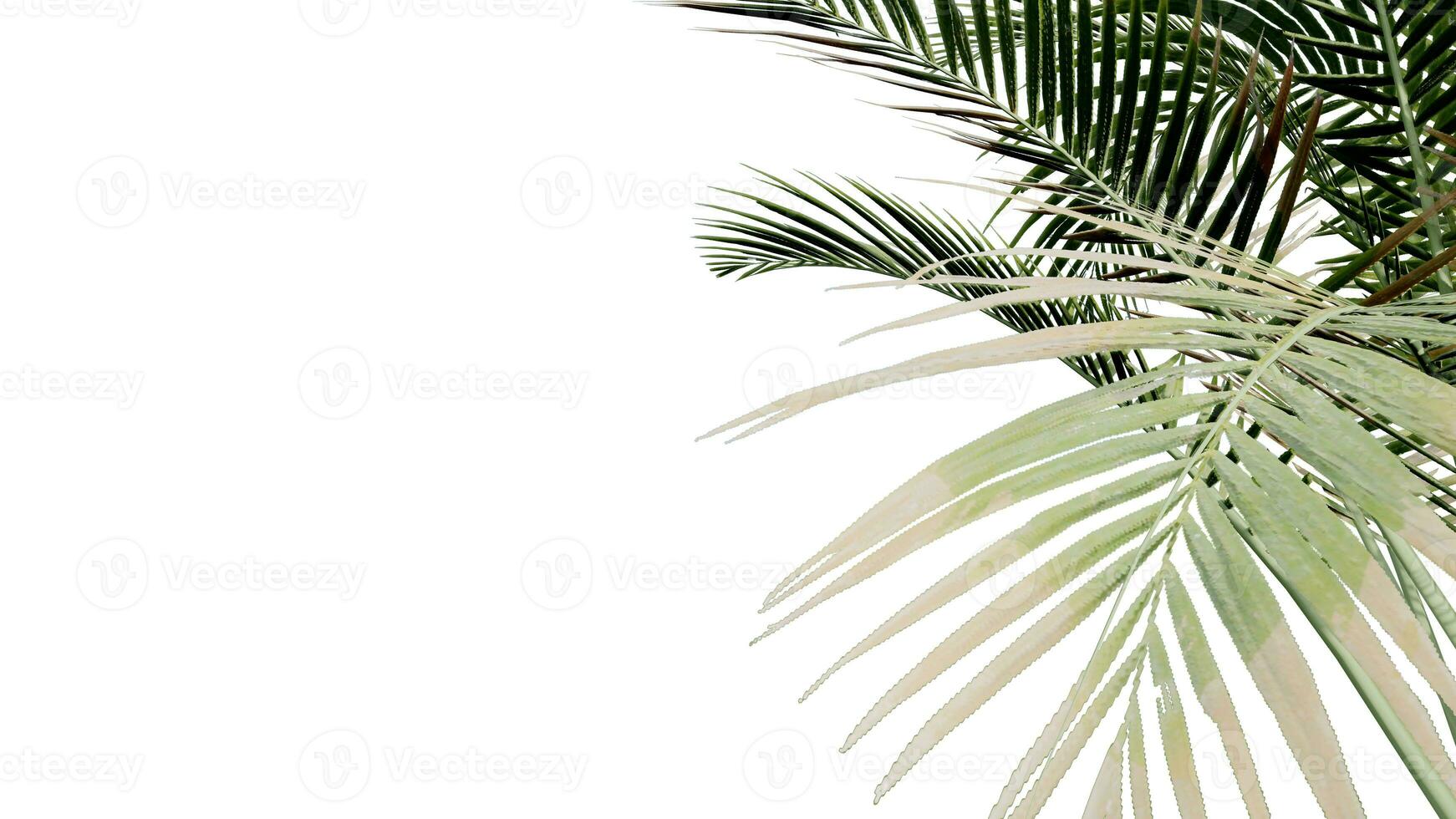 Kokosnuss verlassen Natur transparent Schnitt aus Wald isoliert Hintergrund 3d machen. foto