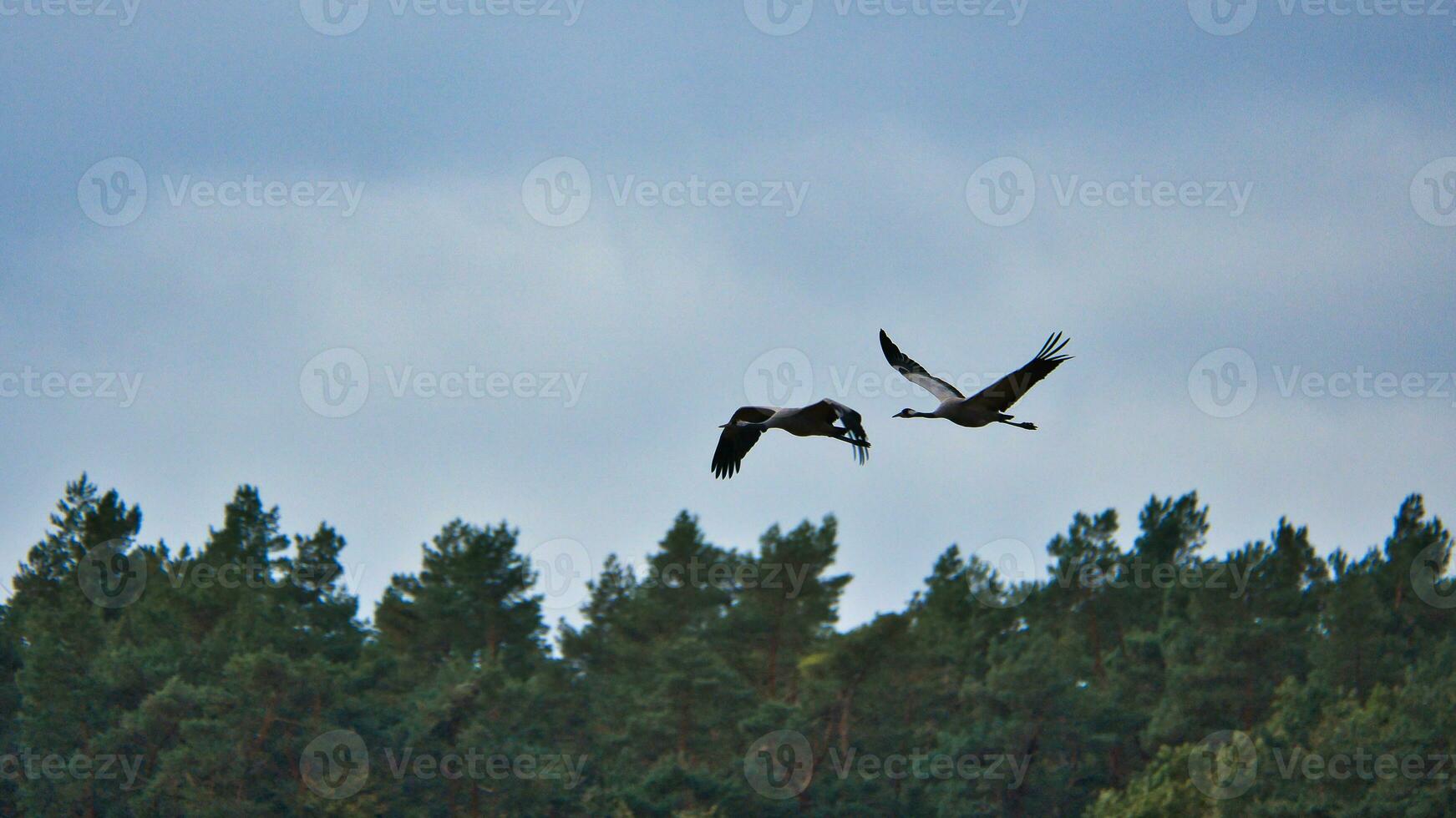 zwei Kräne fliegen Über Bäume im ein Wald. wandernd Vögel auf das Verdammt. Tier Foto