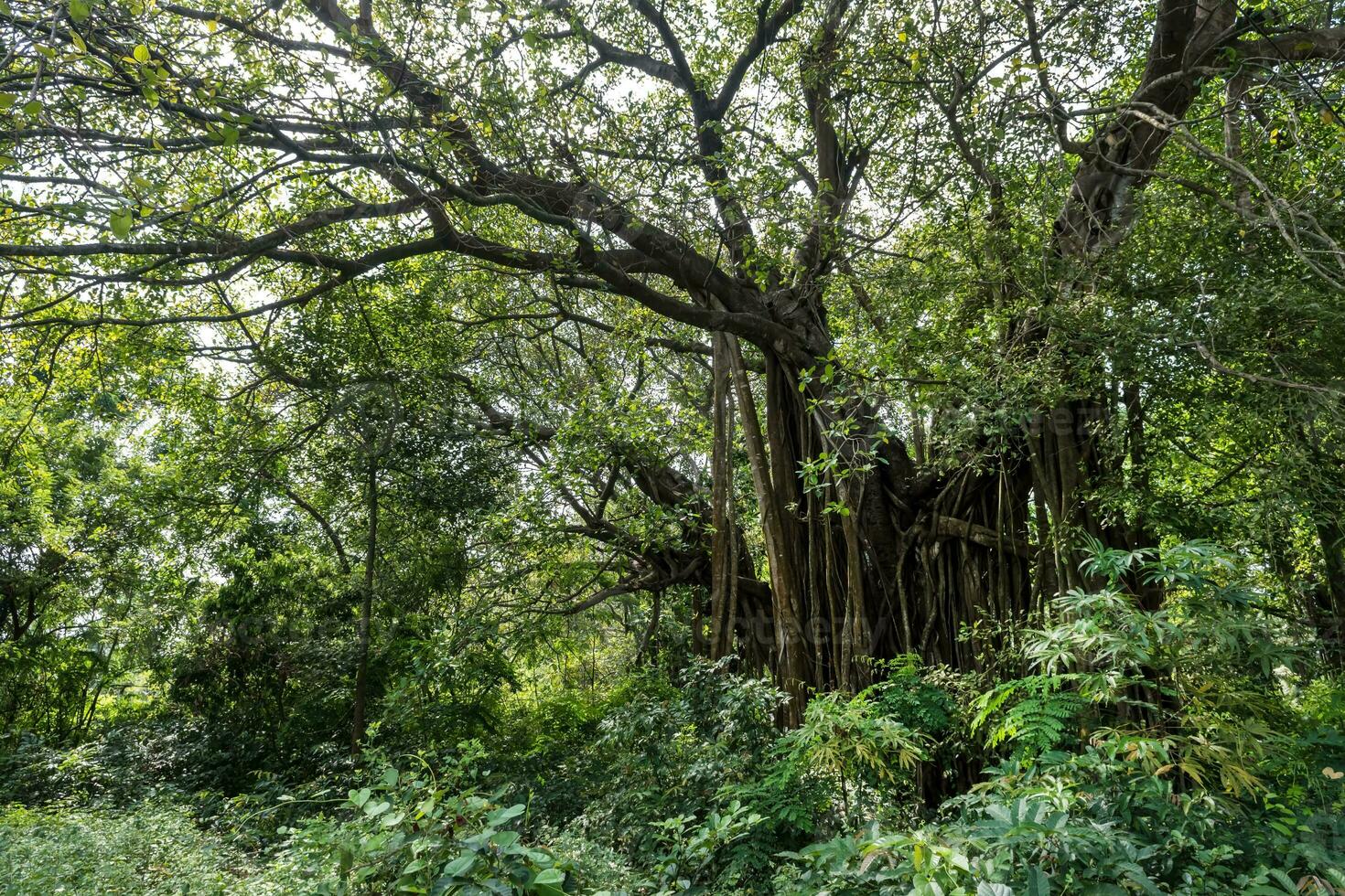 enorm Banyan Baum im das indisch Urwald foto