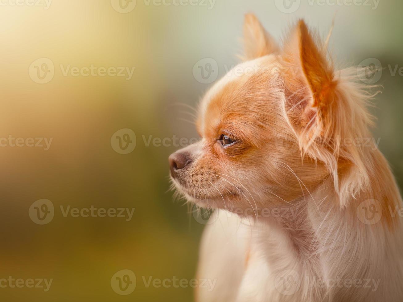 weißer langhaariger Chihuahua-Welpe. Hund in der Natur. foto